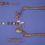 Nordijska mitologija Gorm 3D skelet